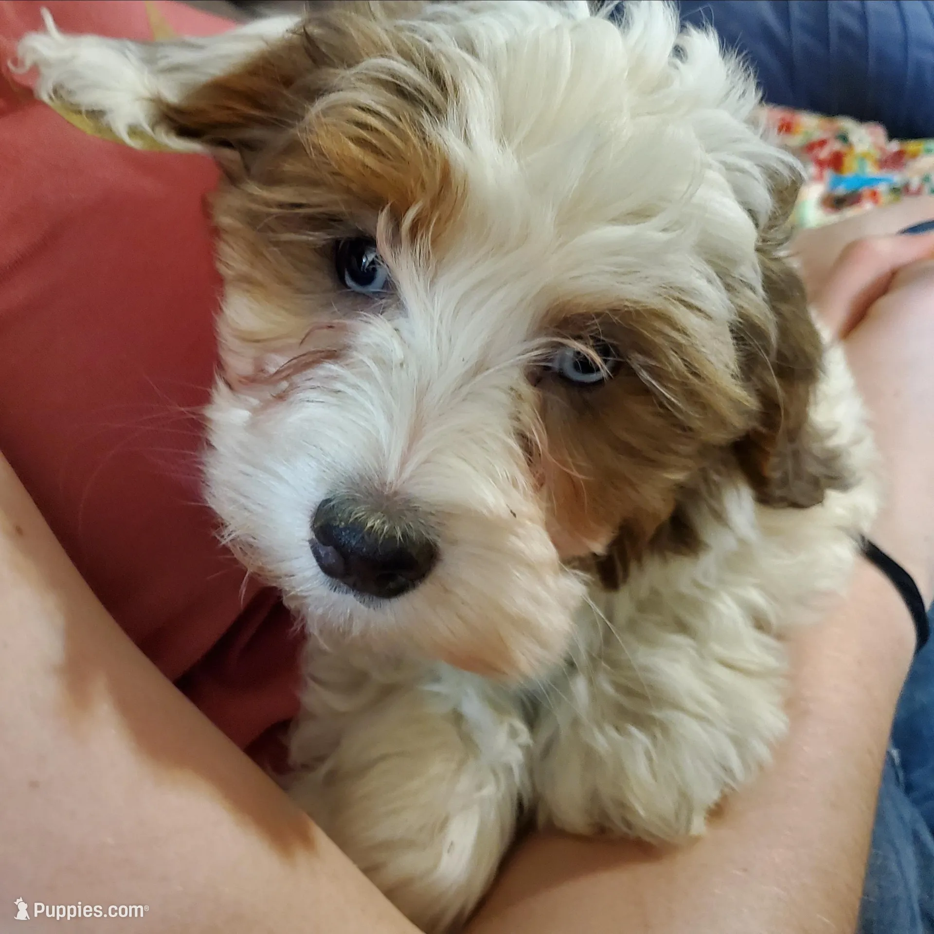 Rosie (Blue eyes) – Miniature Bernedoodle puppy for sale in Leetonia, OH