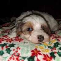 Rosie (Blue eyes), a female Miniature Bernedoodle for sale in Leetonia, OH – Photo 8 of 10