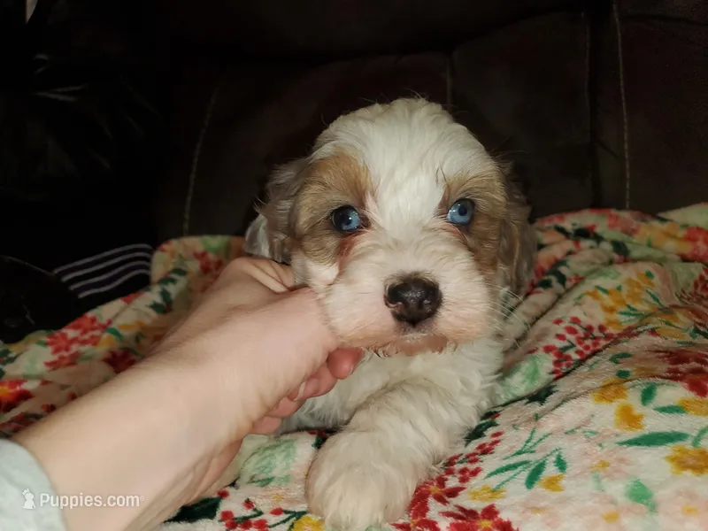 Rosie (Blue eyes) – Miniature Bernedoodle puppy for sale in Leetonia, OH
