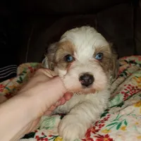 Rosie (Blue eyes), a female Miniature Bernedoodle for sale in Leetonia, OH – Photo 7 of 10