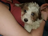 Rosie (Blue eyes), a female Miniature Bernedoodle for sale in Leetonia, OH – Photo 5 of 10