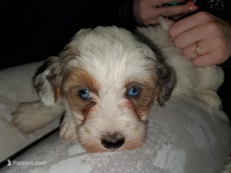 Rosie (Blue eyes) – Miniature Bernedoodle puppy for sale in Leetonia, OH