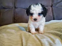 Amanda panda (tiny), a female Miniature Bernedoodle for sale in Leetonia, OH – 10 of 10