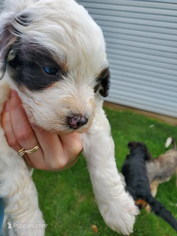 Dozer ( blue eyes) – Miniature Bernedoodle puppy for sale in Leetonia, OH