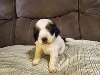 Snickers, a male Miniature Bernedoodle for sale in Leetonia, OH – 6 of 9
