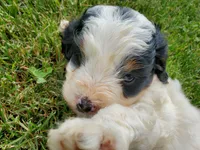 Duke (blue eye), a male Miniature Bernedoodle for sale in Leetonia, OH – 8 of 9