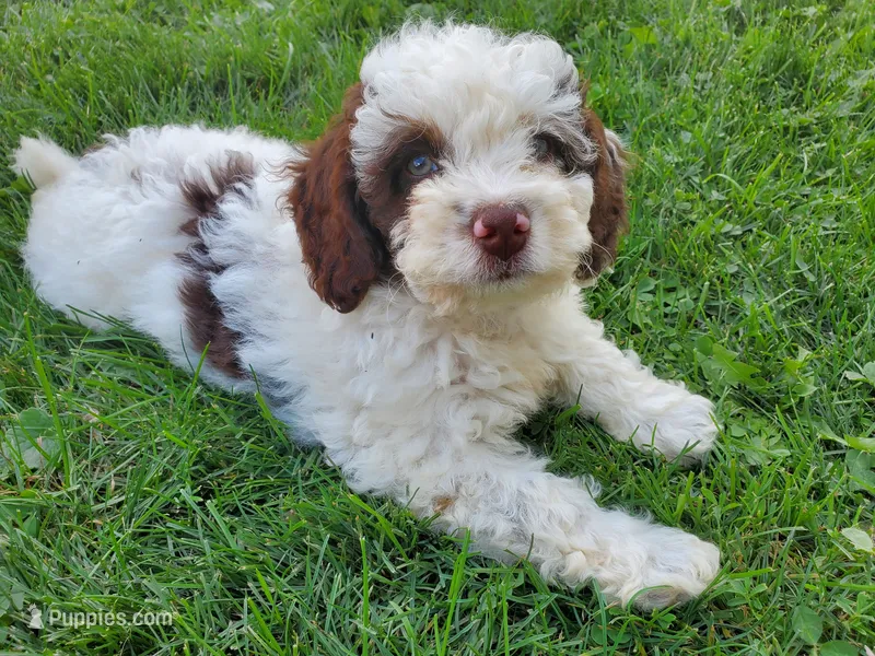 Teddy (green eyes) – Miniature Bernedoodle puppy for sale in Leetonia, OH