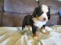 Ruffles, a female Miniature Bernedoodle for sale in Leetonia, OH – 4 of 6