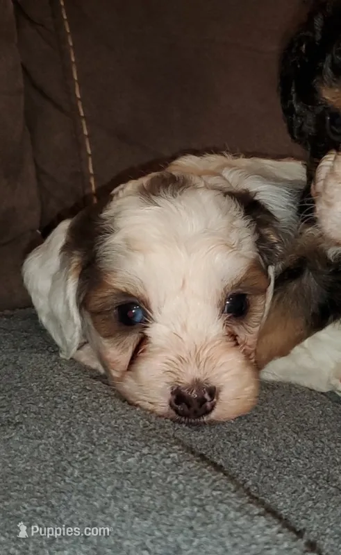 Bo – Miniature Bernedoodle puppy for sale in Leetonia, OH
