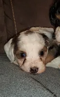 Bo, a female Miniature Bernedoodle for sale in Leetonia, OH – 1 of 7