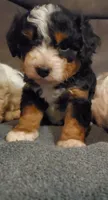 Winston , a male Miniature Bernedoodle for sale in Leetonia, OH – 6 of 9
