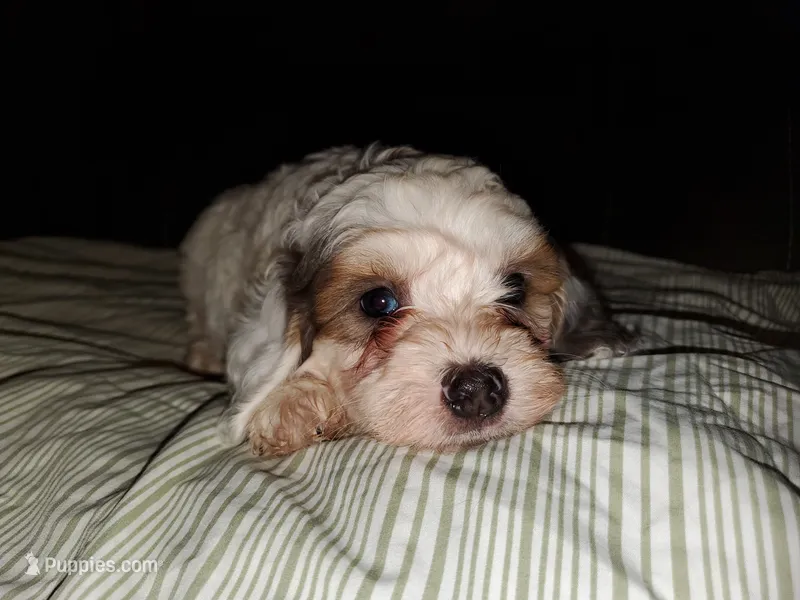 Bo (blue eye) – Miniature Bernedoodle puppy for sale in Leetonia, OH