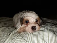 Bo (blue eye), a female Miniature Bernedoodle for sale in Leetonia, OH – 5 of 8