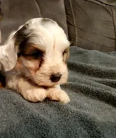 Bo, a female Miniature Bernedoodle for sale in Leetonia, OH – 3 of 7
