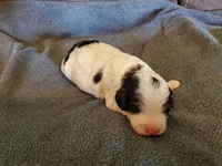 Duke, a male Miniature Bernedoodle for sale in Leetonia, OH – 8 of 8