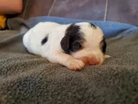 Duke, a male Miniature Bernedoodle for sale in Leetonia, OH – 3 of 8