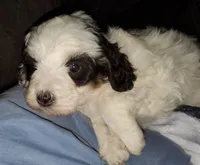 Dozer ( blue eyes), a male Miniature Bernedoodle for sale in Leetonia, OH – 5 of 10
