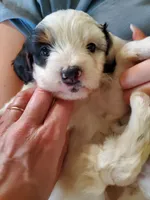 Patch, a male Miniature Bernedoodle for sale in Leetonia, OH – 10 of 10