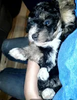 Lily, a female Miniature Bernedoodle for sale in Leetonia, OH – 5 of 8