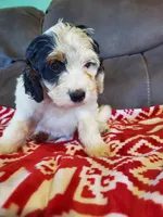 Patch, a male Miniature Bernedoodle for sale in Leetonia, OH – 3 of 10