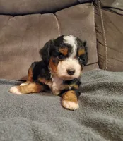 Winston , a male Miniature Bernedoodle for sale in Leetonia, OH – 2 of 9