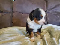 Ruffles, a female Miniature Bernedoodle for sale in Leetonia, OH – 3 of 6