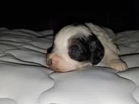 Duke (blue eye), a male Miniature Bernedoodle for sale in Leetonia, OH – 3 of 10