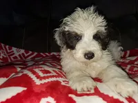 Dozer , a male Miniature Bernedoodle for sale in Leetonia, OH – 5 of 10