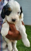 Patch, a male Miniature Bernedoodle for sale in Leetonia, OH – 3 of 10