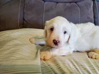 Buttons, a female Miniature Bernedoodle for sale in Leetonia, OH – 3 of 5