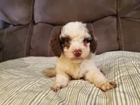 Teddy (greenish eyes), a female Miniature Bernedoodle for sale in Leetonia, OH – 7 of 8