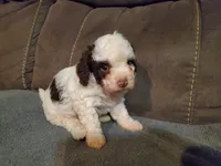 Teddy, a female Miniature Bernedoodle for sale in Leetonia, OH – 4 of 4