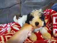 Duke , a male Miniature Bernedoodle for sale in Leetonia, OH – 7 of 10