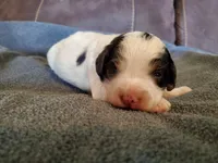 Duke, a male Miniature Bernedoodle for sale in Leetonia, OH – 2 of 8