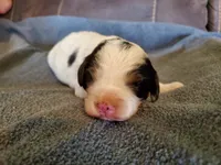 Duke, a male Miniature Bernedoodle for sale in Leetonia, OH – 1 of 8