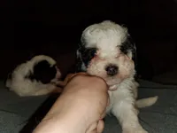 Amanda panda, a female Miniature Bernedoodle for sale in Leetonia, OH – 4 of 5