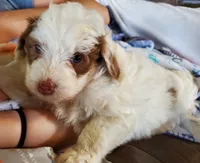 Daisy (blue eyes), a female Miniature Bernedoodle for sale in Leetonia, OH – 9 of 10