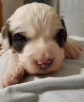 Dozer ( blue eyes), a male Miniature Bernedoodle for sale in Leetonia, OH – 4 of 10