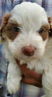 Daisy (blue eyes), a female Miniature Bernedoodle for sale in Leetonia, OH – 3 of 10