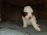 Teddy, a female Miniature Bernedoodle for sale in Leetonia, OH – 2 of 4