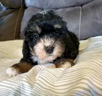 Lily, a female Miniature Bernedoodle for sale in Leetonia, OH – 7 of 8