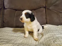 Snickers, a male Miniature Bernedoodle for sale in Leetonia, OH – 9 of 9