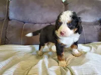 Ruffles, a female Miniature Bernedoodle for sale in Leetonia, OH – 5 of 6