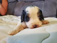 Duke (blue eye), a male Miniature Bernedoodle for sale in Leetonia, OH – 9 of 10
