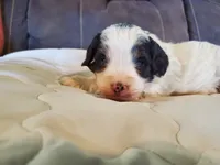 Duke (blue eye), a male Miniature Bernedoodle for sale in Leetonia, OH – 10 of 10