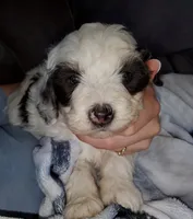 Dozer ( blue eyes), a male Miniature Bernedoodle for sale in Leetonia, OH – 1 of 10