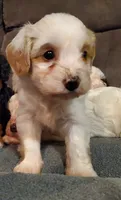 Lucy, a female Miniature Bernedoodle for sale in Leetonia, OH – 2 of 3