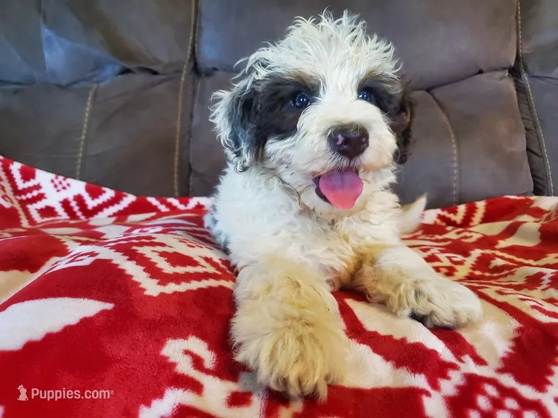 Dozer  – Miniature Bernedoodle puppy for sale in Leetonia, OH