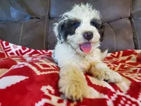 Dozer , a male Miniature Bernedoodle for sale in Leetonia, OH – 1 of 10
