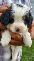 Duke (blue eye), a male Miniature Bernedoodle for sale in Leetonia, OH – 2 of 9